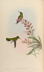 Campylopterus roberti = Phaeochroa cuvierii roberti